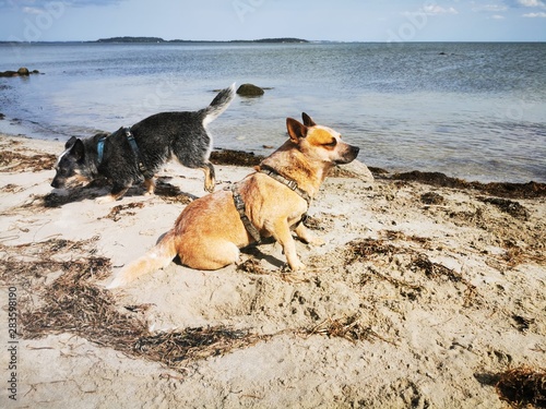 australian cattle dog on the beach from the island rügen with blue baltic sea and cloud sky