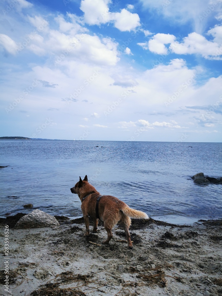 australian cattle dog on the beach from the island rügen with blue baltic sea and cloud sky australian cattle dog on the beach from the island rügen with blue baltic sea and cloud sky