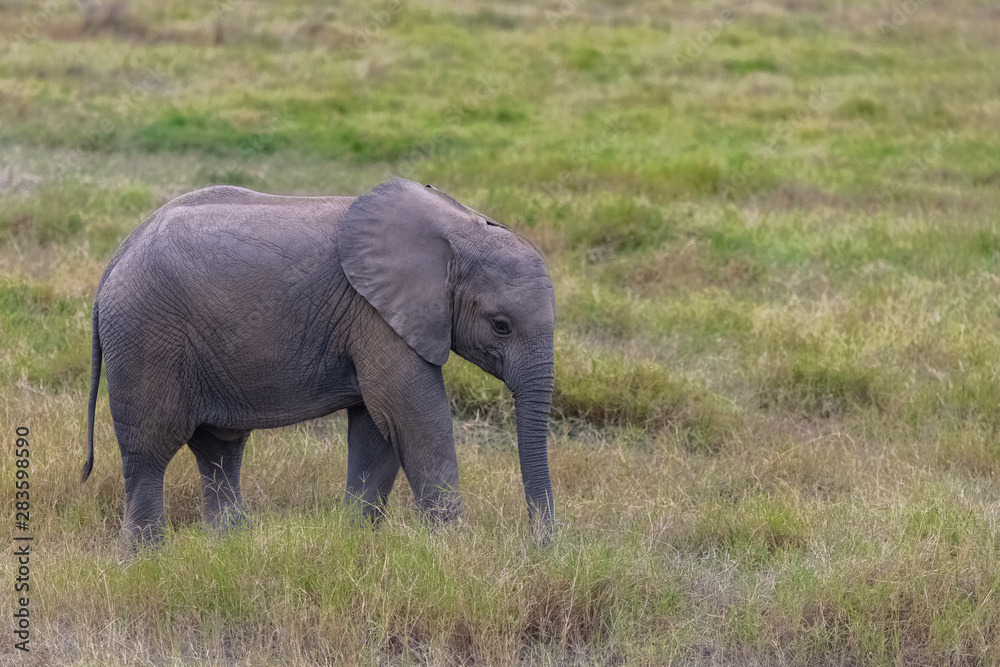 Baby elephant walking in the savannah in the Amboseli park in Kenya, profile