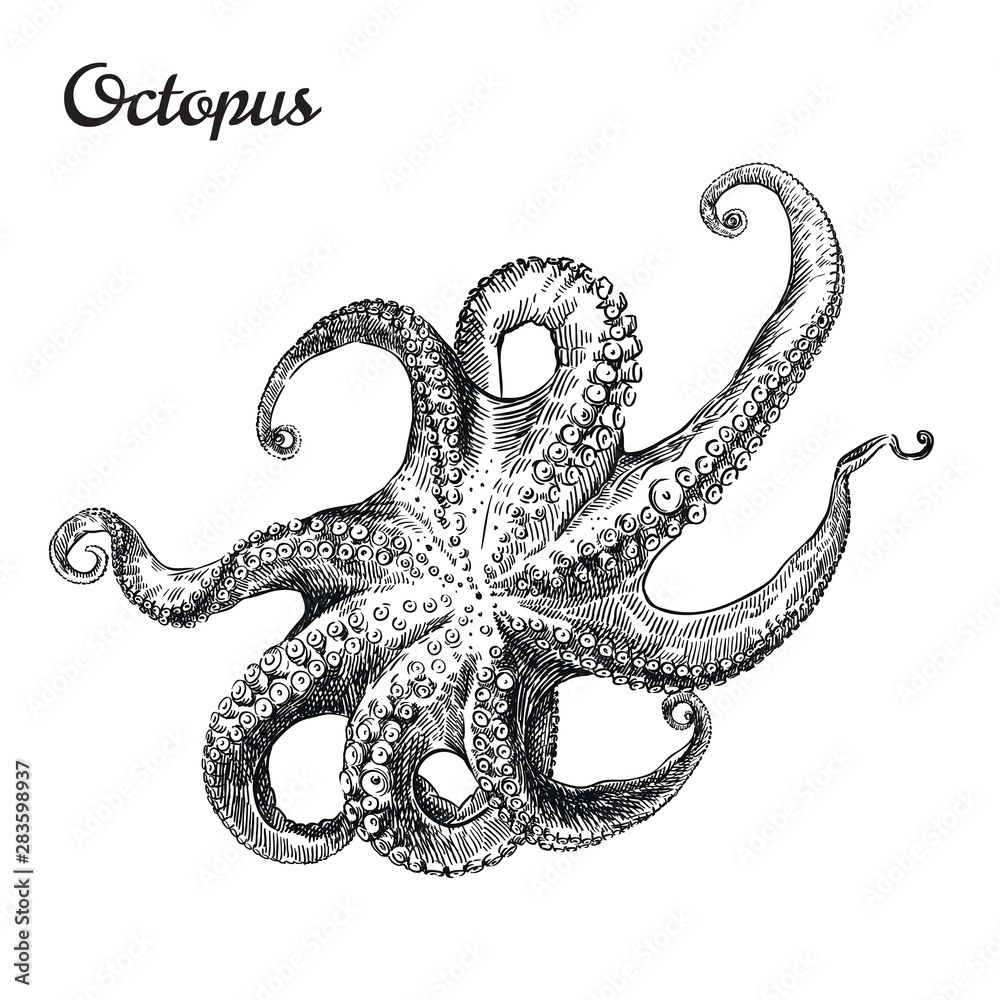 Obraz premium one octopus. vector sketch on a white