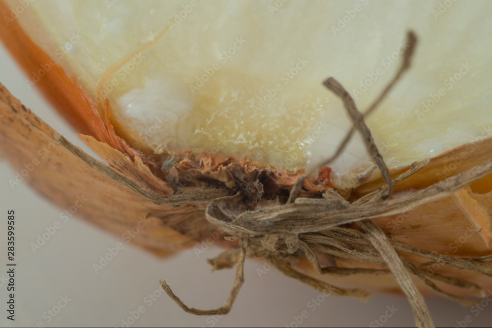 Naklejka premium Macro photography of an sliced cut white onion