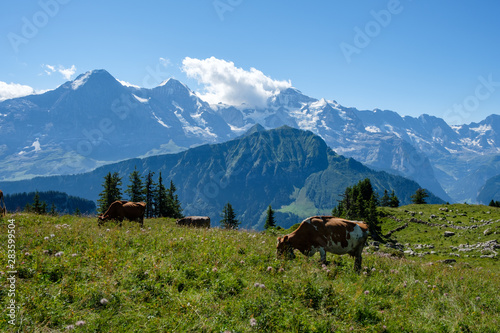 Swiss cows in front of the three famous mountains Eiger, Moench, Jungfrau in the bernese alps (oberland)