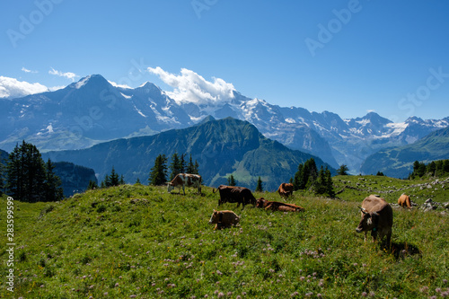 Swiss cows in front of the three famous mountains Eiger, Moench, Jungfrau in the bernese alps (oberland)