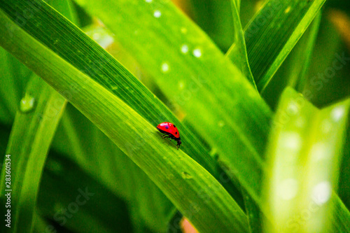 Red Ladybug © RiksPicsandEditing
