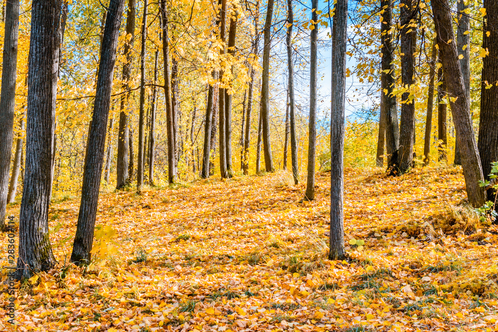 Colorful trees and leaves in autumn park on a sunny day Colorful trees and leaves in autumn park on a sunny day