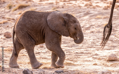 African bush elephant - Loxodonta africana - Afrikaanse savanne olifant