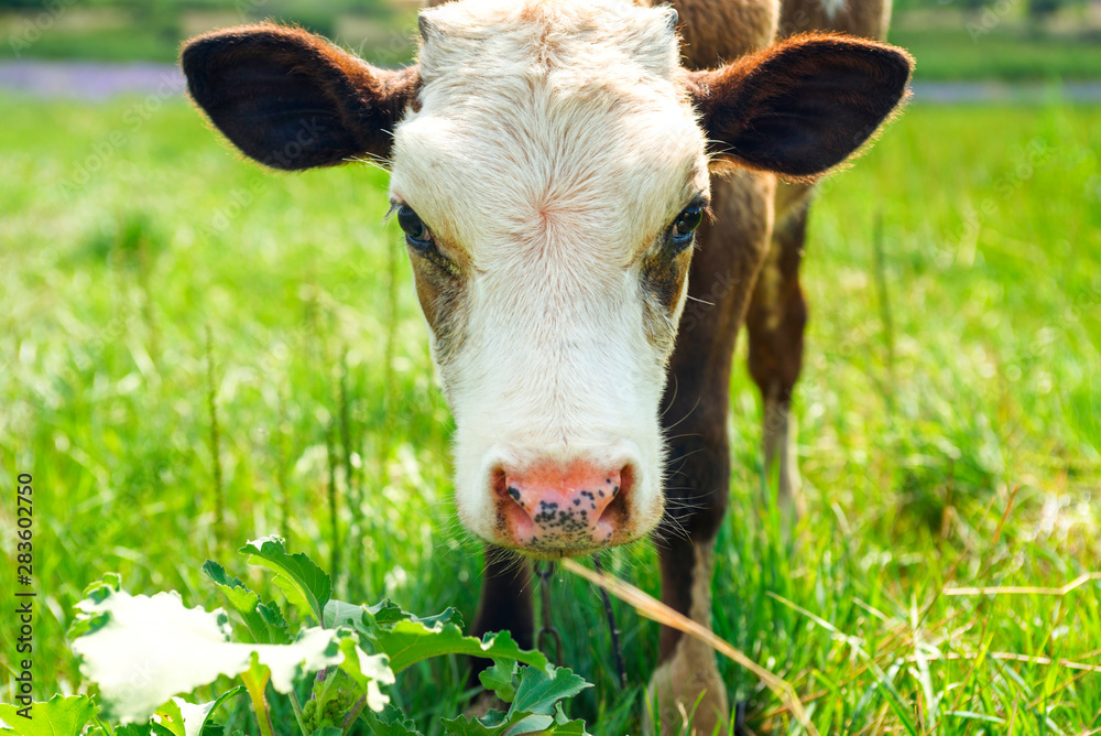 Young red and white newborn with soft pink muzzle, close-up portrait. Adorable cute calf, close up