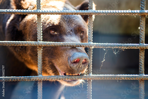 Sad bear in animal cage. Wild bear stuck nose through animal cage bars and wants to bee free. Brown bear stuck his face out of the cage
