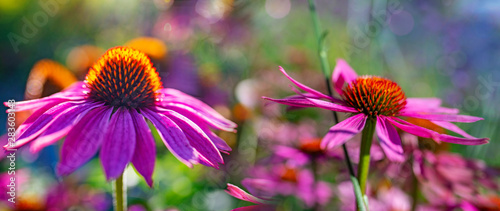 The Echinacea - coneflower close up in the garden