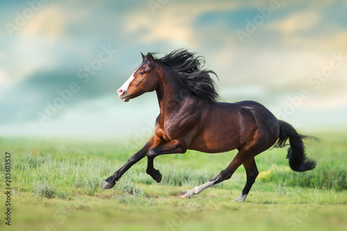 Horse with long mane close up run on green field