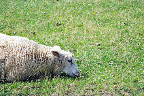 Friedrichkoog Schaf am Deich photo