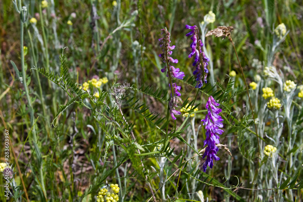 Close-up of purple wildflowers on a blurred background of grass meadow, selective focus Close-up of purple wildflowers on a blurred background of grass meadow, selective focus