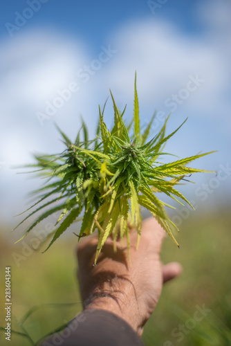 hand holding marijuana