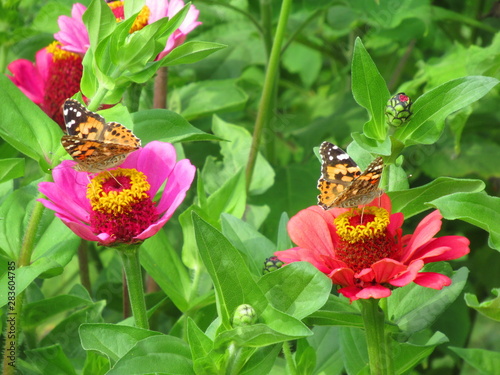pinke und rote Blumen auf einer Wiese im Garten mit zwei Schmetterlingen