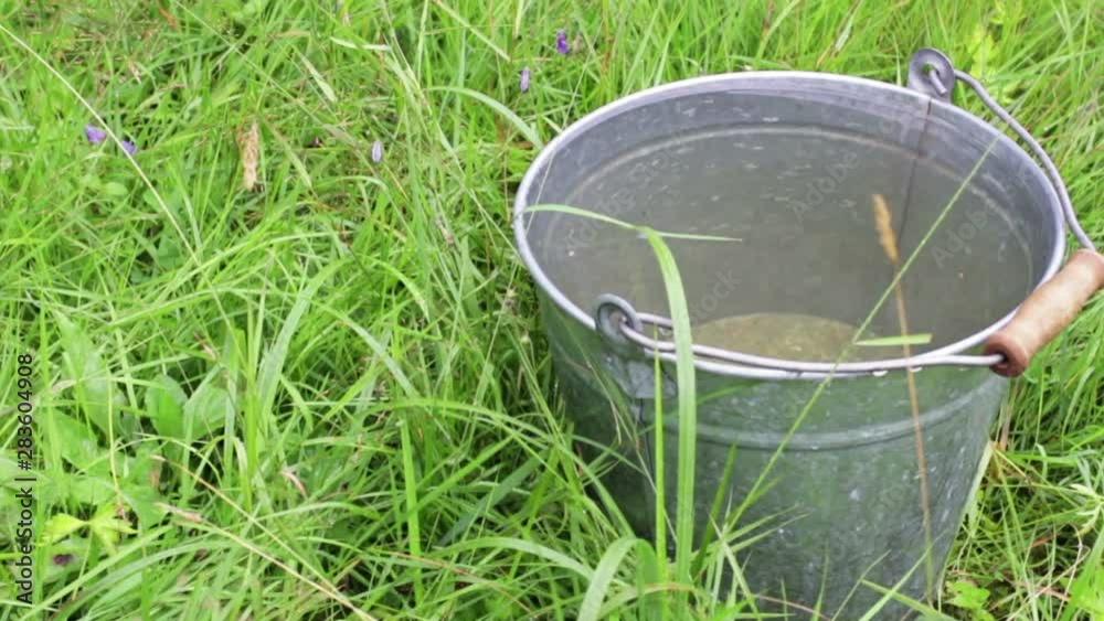 Bucket with rain water in the grass Bucket with rain water in the grass