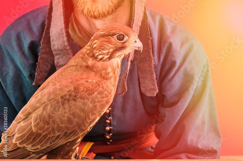 Konstfotografi A bird of prey sits on the glove of a man with a beard