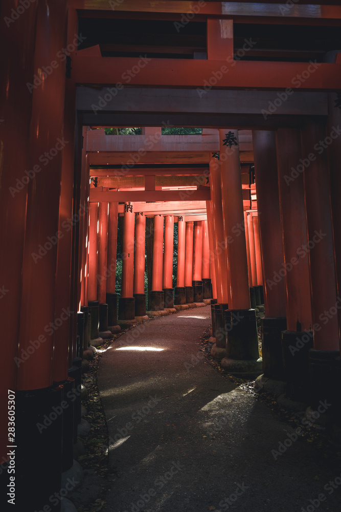 Fototapeta premium Virage sous une suite de portails rouges sombre au Japon
