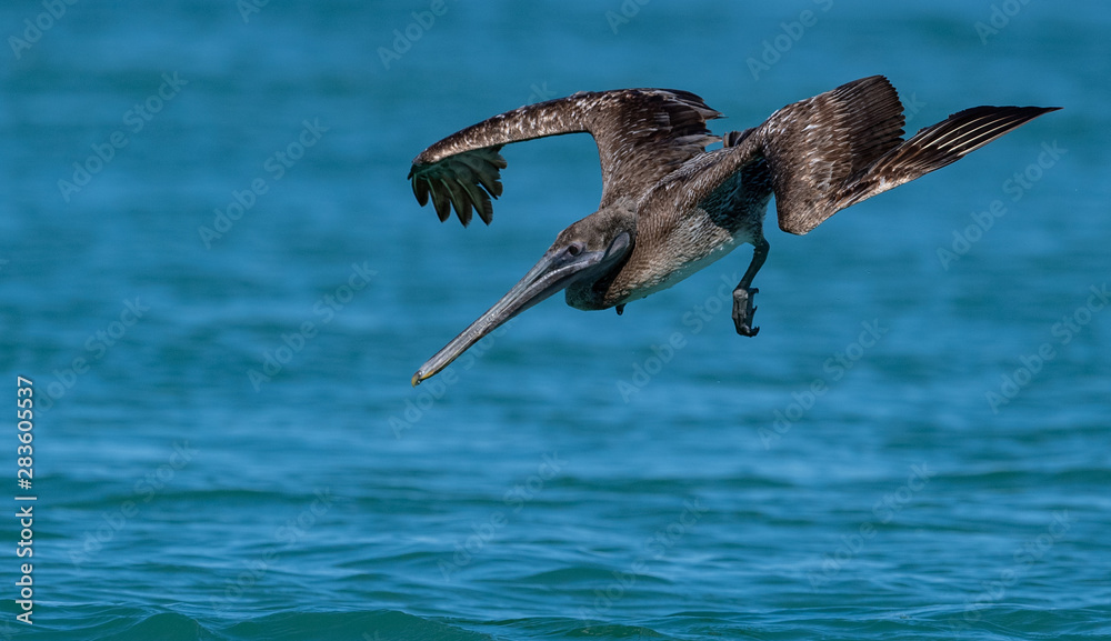 Fototapeta premium Pelican Fishing