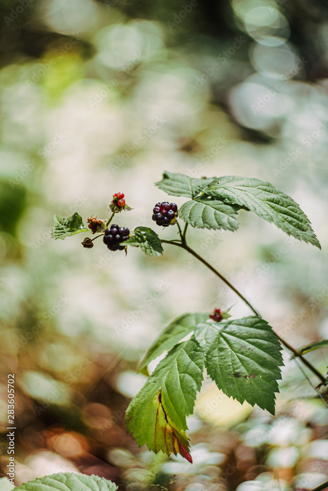 Wild blackberry in the forest. Wild blackberry in the forest.