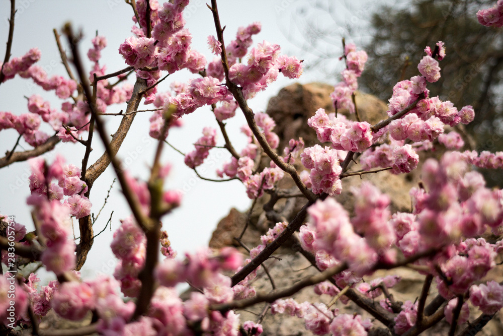 Blossoms at Summer Palace, Beijing, China
