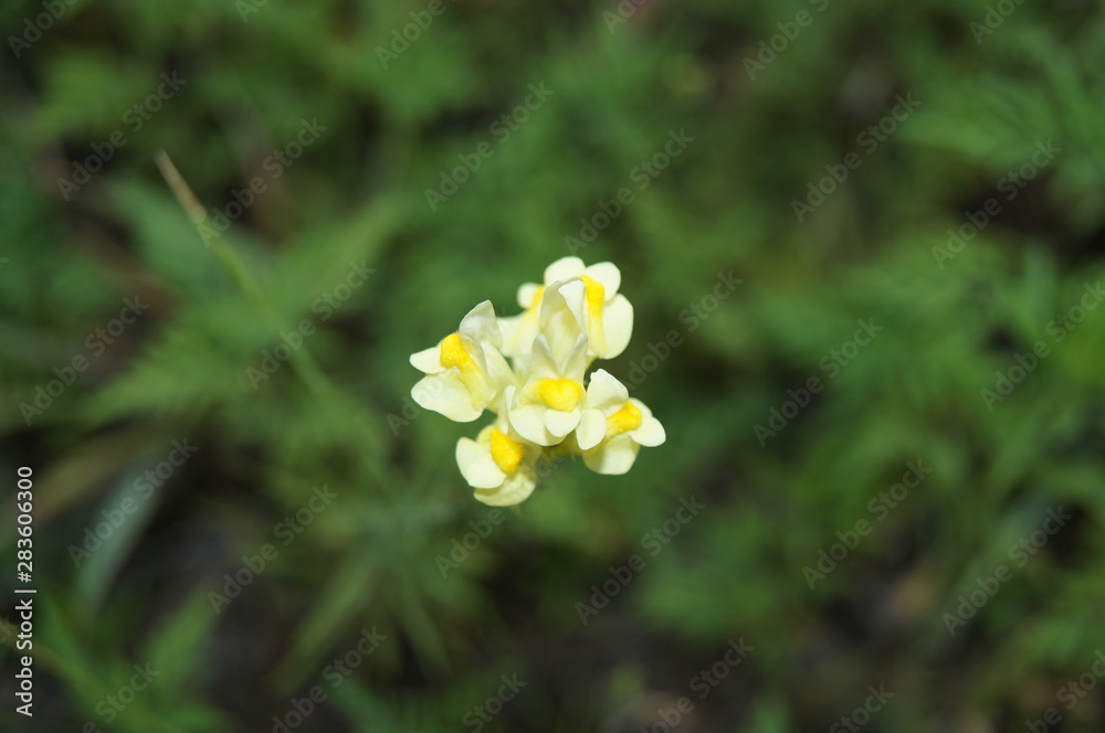 Obraz premium yellow flower