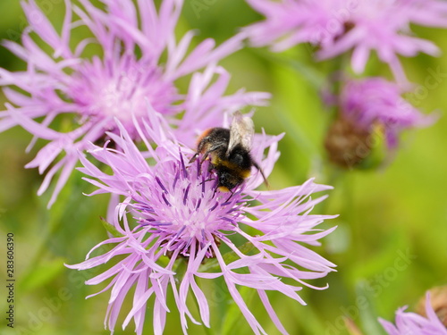 Shaggy bumblebee on cornflower flower drinks nectar