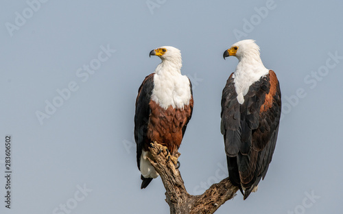 African fish eagles couple