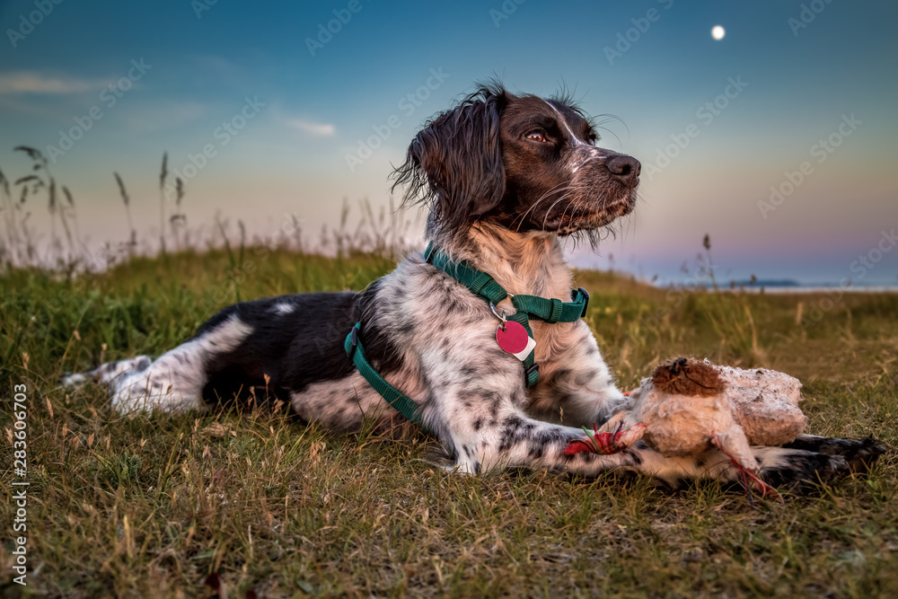 Cute young black and white brittany spaniel wearing a green harness lying in the grass with its favorite toy bear. Full moon, colorful evening sky and the the coast of öland, sweden in the background.