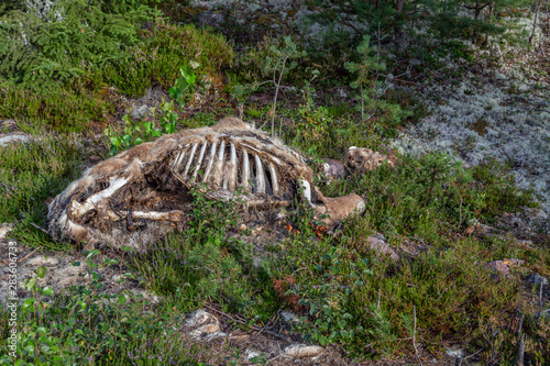 Photos Badly decayed moose carcass with exposed rib cage.