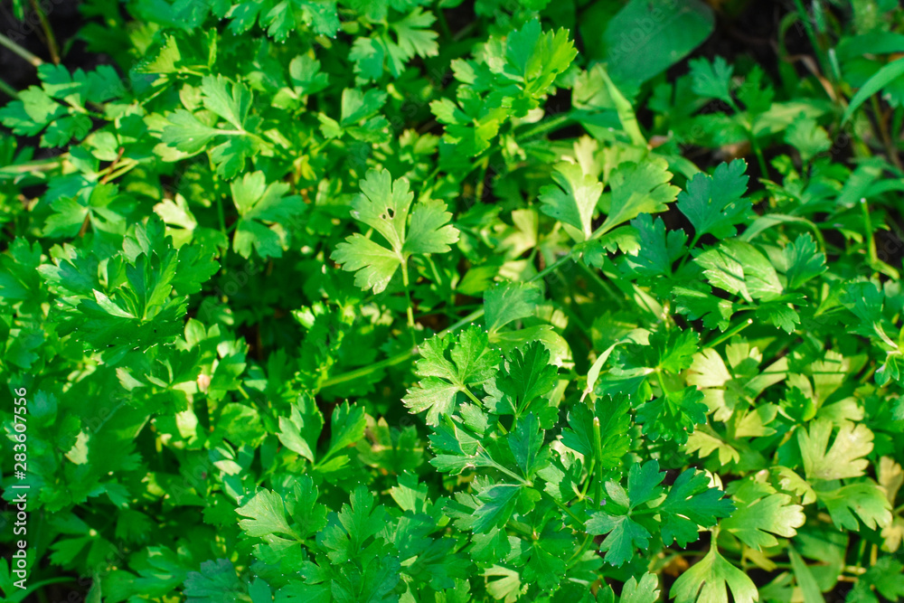 Obraz premium Parsley growing in garden. Parsley in the garden. Spicy parsley in the garden. The photo shows spicy parsley in the garden. Fresh Green Parsley In The Garden.