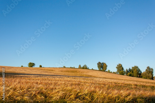 Summer landscape - a golden field and several trees near the horizon against the blue evening sky.