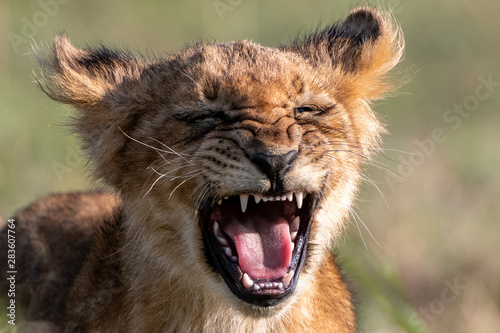 Foto Roaring lion