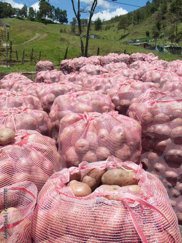 Colombian potato harvest