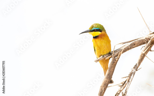 Colorful Little Bee-eater beauty