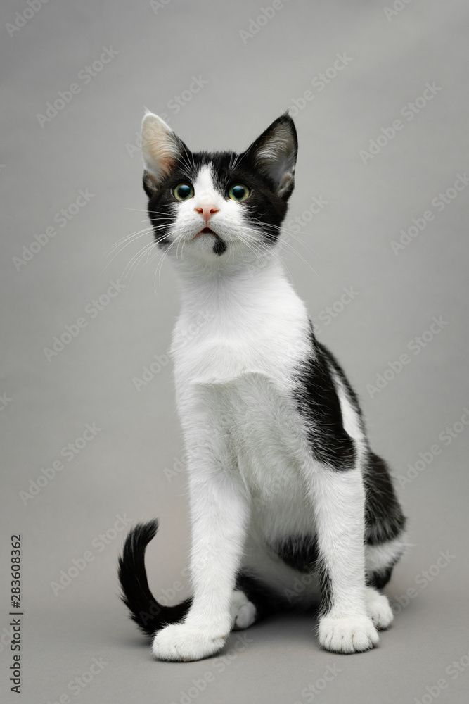 Black and white kitten sitting against a seamless grey background and looking forward, vertical
