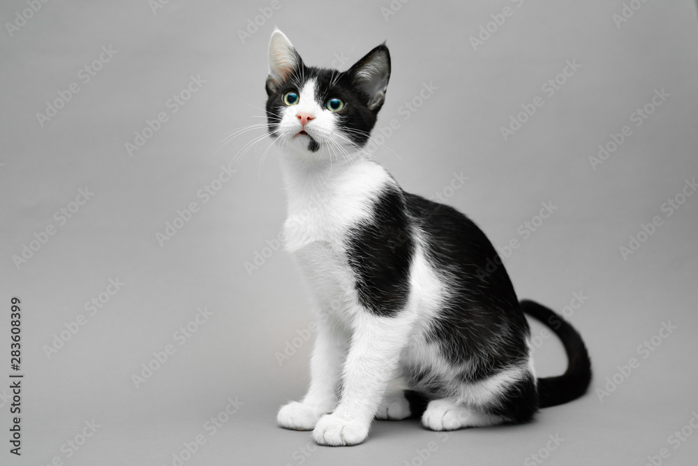 Black and white kitten sitting against a seamless grey background and looking forward and up