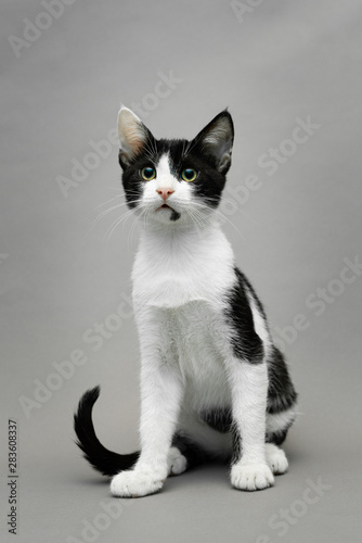 Black and white kitten sitting against a seamless grey background and looking forward, vertical