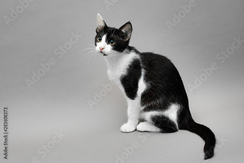 Black and white kitten sitting against a seamless grey background and looking forward