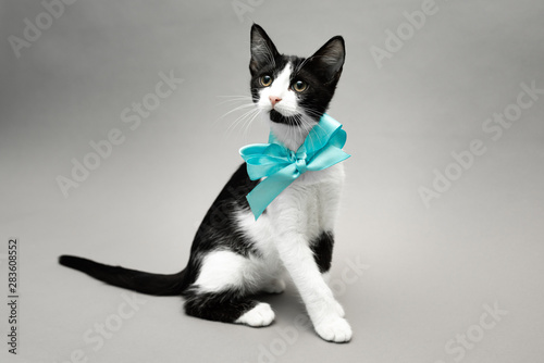 Black and white kitten with blue ribbon bow-knot on the neck sitting against a seamless grey background and looking to the left