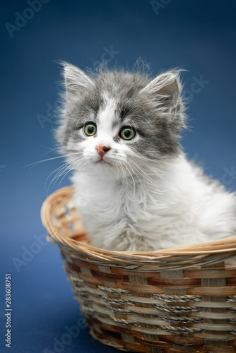 Small cute white and grey kitten sitting in wicker basket on the dark blue background, vertical