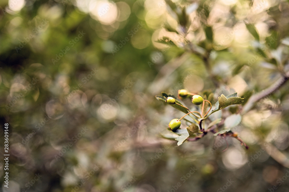 Green hawthorn berries on a twig.