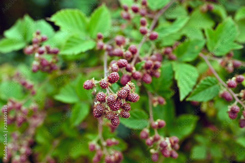 Immature blackberries fruits outside on plant. Immature blackberries fruits outside on plant.