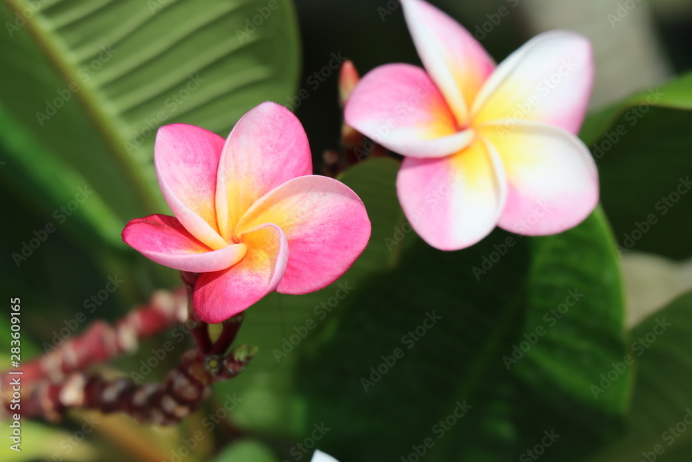 Frangipani