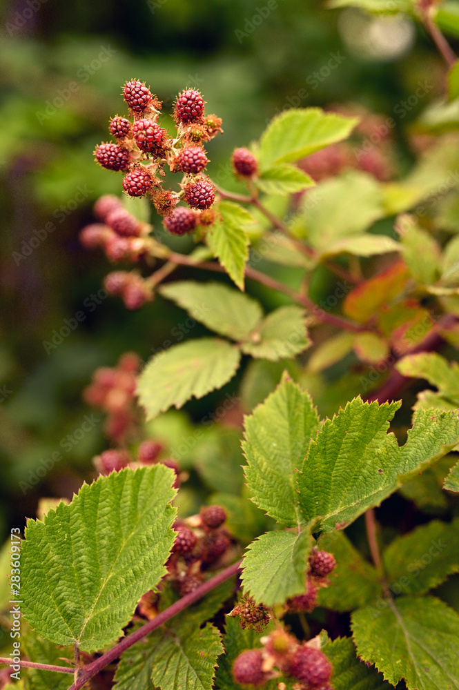 Immature blackberries fruits outside on plant. Immature blackberries fruits outside on plant.