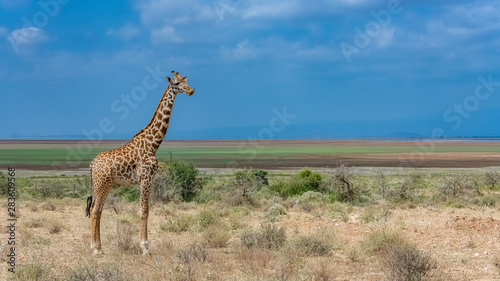 One giraffe standing in the savannah, with a beautiful panorama of Tanzania in background