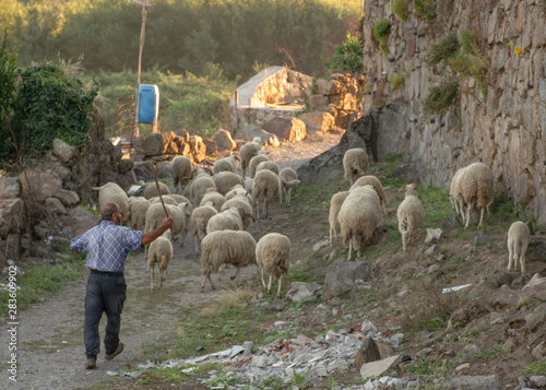 Man Herding Sheep, Braga, Portugal