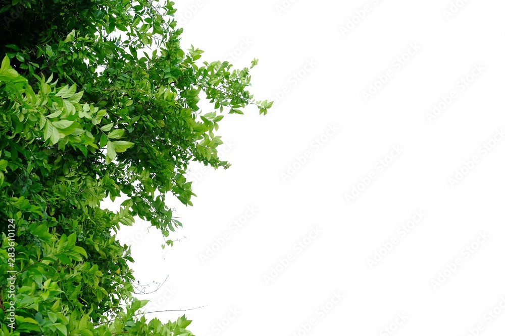 Tropical tree leaves on white isolated background for green foliage backdrop Tropical tree leaves on white isolated background for green foliage backdrop