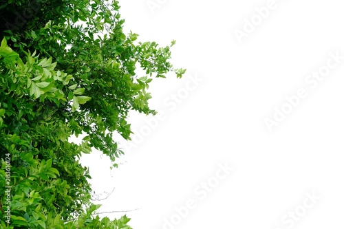 Tropical tree leaves on white isolated background for green foliage backdrop 