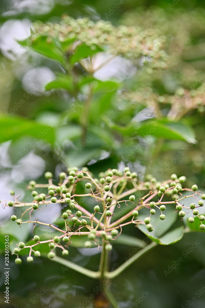 Green balls of elderberry on a bush. Green balls of elderberry on a bush.