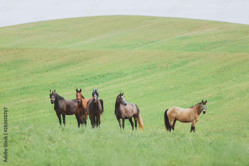 Fototapeta premium horse herd in green field in summer